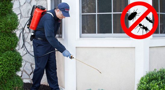 Zeytinalanı Uçan Haşere İlaçlama böcek ilaçlama ve haşere kontrolü — ilaclama-tr.com
